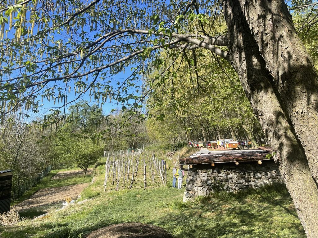 L'apiario Apicoltura 2 Laghi ad aprile